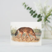 Red Texan Wolf door John Woodhouse Audubon Briefkaart (Staand voorkant)
