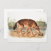 Red Texan Wolf door John Woodhouse Audubon Briefkaart (Voorkant / Achterkant)