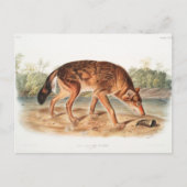 Red Texan Wolf door John Woodhouse Audubon Briefkaart (Voorkant)