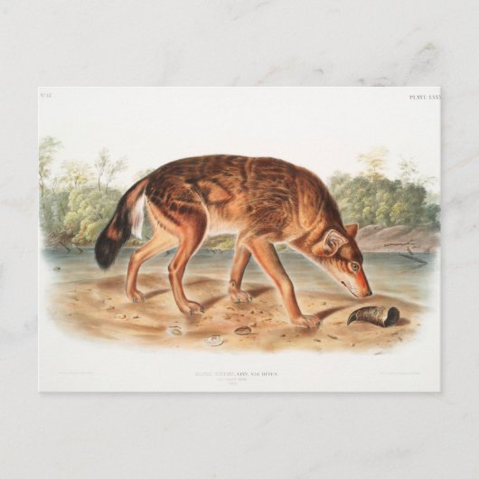 Red Texan Wolf door John Woodhouse Audubon Briefkaart (Voorkant)
