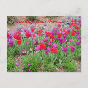 RED TeXaS-groeten Briefkaart