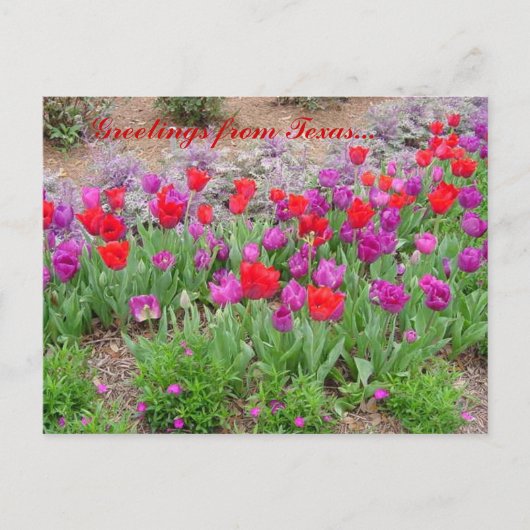 RED TeXaS-groeten Briefkaart (Voorkant)