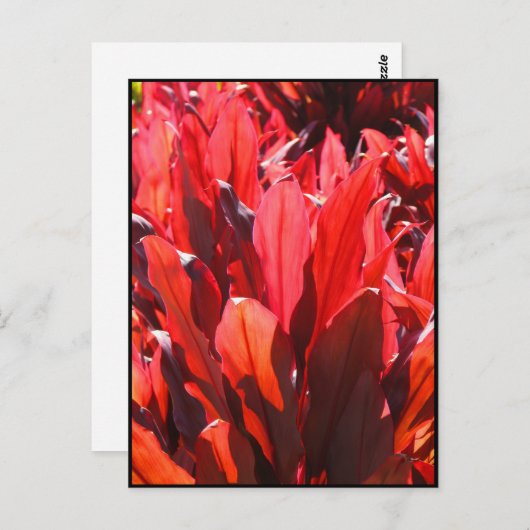 Red Ti Briefkaart (Voorkant / Achterkant)