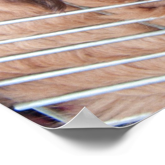 Red Tibetan Mastiff Poster (Hoek)