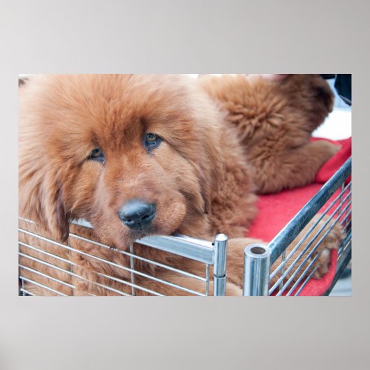 Red Tibetan Mastiff Poster (Voorkant)