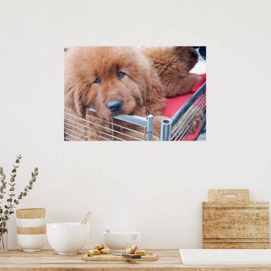 Red Tibetan Mastiff Poster (Keuken)