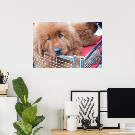 Red Tibetan Mastiff Poster (Thuiskantoor)