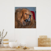 Red Tibetan Mastiff Poster (Keuken)