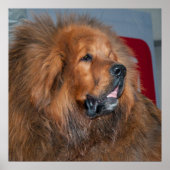 Red Tibetan Mastiff Poster (Voorkant)