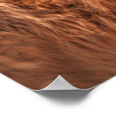 Red Tibetan Mastiff Poster (Hoek)