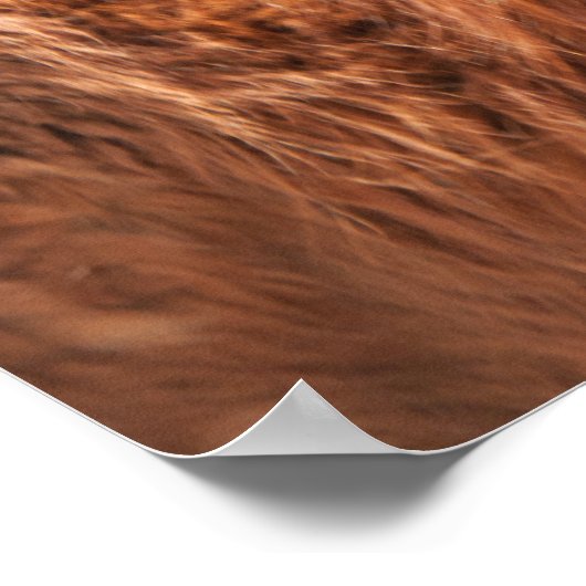 Red Tibetan Mastiff Poster (Hoek)