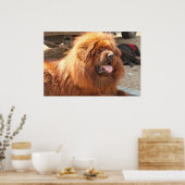 Red Tibetan Mastiff Poster (Keuken)
