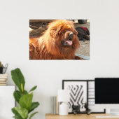 Red Tibetan Mastiff Poster (Thuiskantoor)