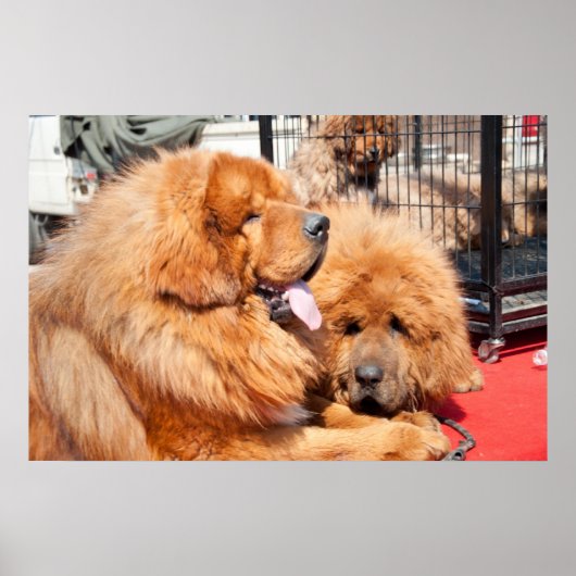 Red Tibetan Mastiff Poster (Voorkant)