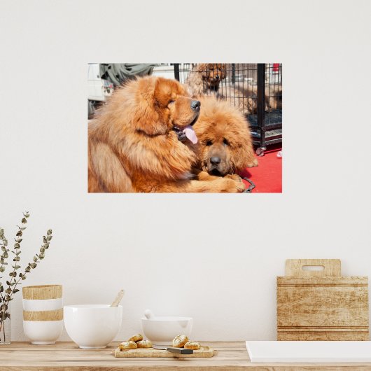 Red Tibetan Mastiff Poster (Keuken)