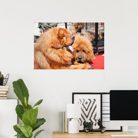 Red Tibetan Mastiff Poster (Thuiskantoor)
