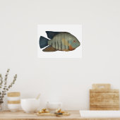 Red Tiger Severum Poster (Keuken)