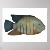 Red Tiger Severum Poster (Voorkant)