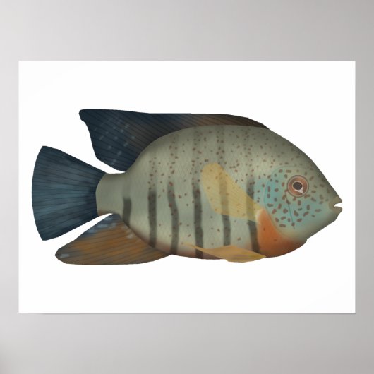 Red Tiger Severum Poster (Voorkant)