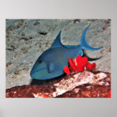 Red Tooth Triggerfish Poster (Voorkant)