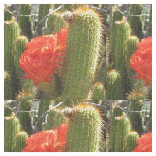 Red Torch Cactus Stof (Close Up)