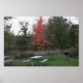 Red Tree met bankjes Poster (Voorkant)