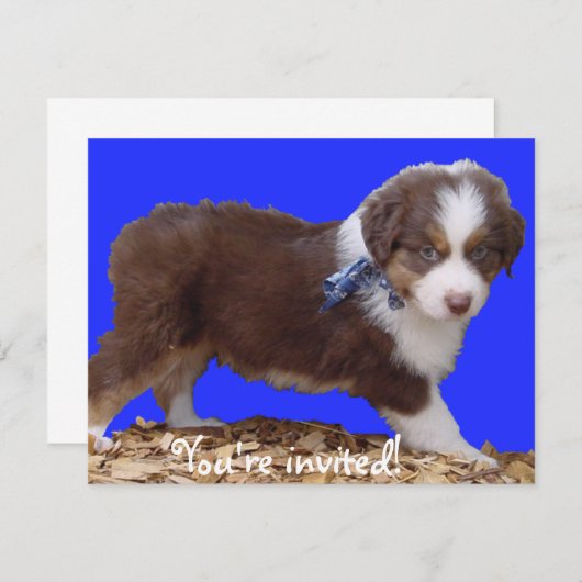 Red Tri Aussie Puppy Kaart (Voorkant / Achterkant)