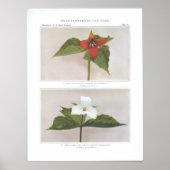 Red Trillium; Wake-Robin of Birthroot Poster (Voorkant)