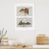 Red Trillium; Wake-Robin of Birthroot Poster (Keuken)