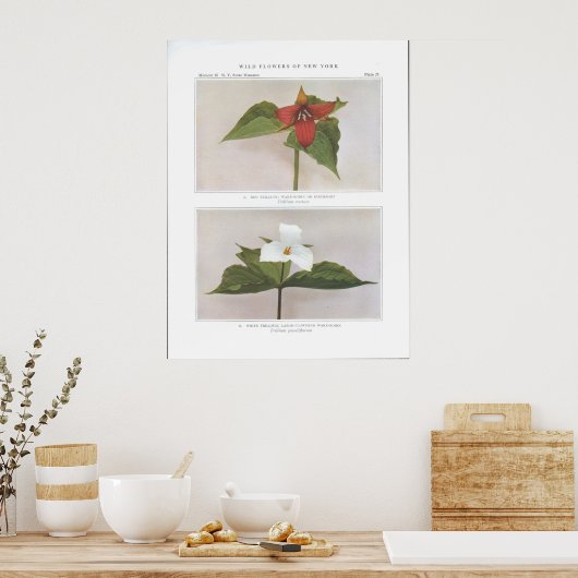 Red Trillium; Wake-Robin of Birthroot Poster (Keuken)