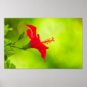 🌺 Red Tropical Kiss 💋 Poster (Voorkant)