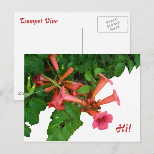 Red Trumpet Briefkaart (Voorkant / Achterkant)