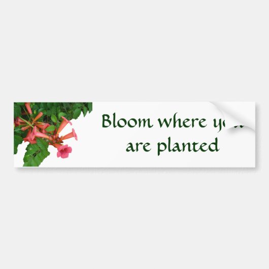 Red Trumpet Bumpersticker (Voorkant)