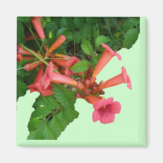 Red Trumpet Magneet (Voorkant)