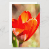 Red Tulip Blossom Briefpapier (Voorkant / Achterkant)