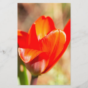 Red Tulip Blossom Briefpapier