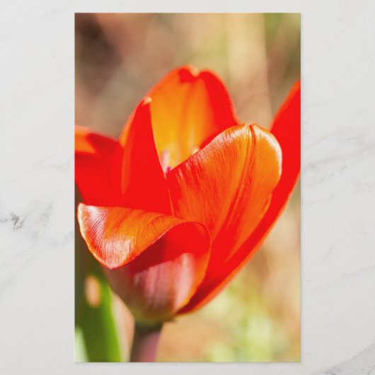 Red Tulip Blossom Briefpapier (Voorkant)