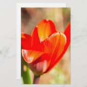 Red Tulip Blossom Briefpapier (Voorkant / Achterkant)