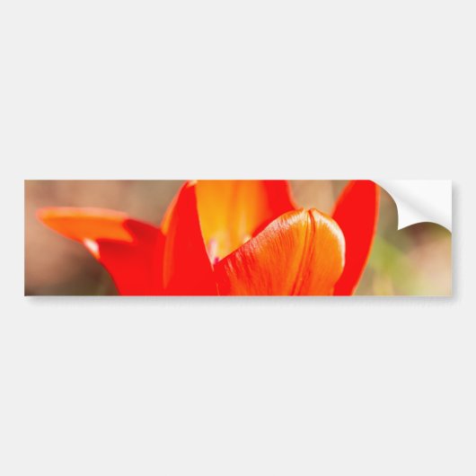 Red Tulip Blossom Bumpersticker (Voorkant)