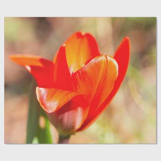 Red Tulip Blossom Cadeaupapier (Vlak)