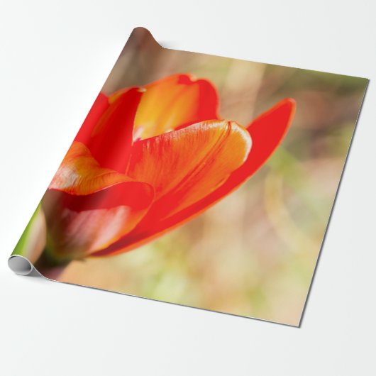 Red Tulip Blossom Cadeaupapier (Uitgerold)