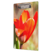 Red Tulip Blossom Klembord (Links)