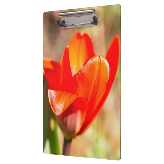 Red Tulip Blossom Klembord (Links)