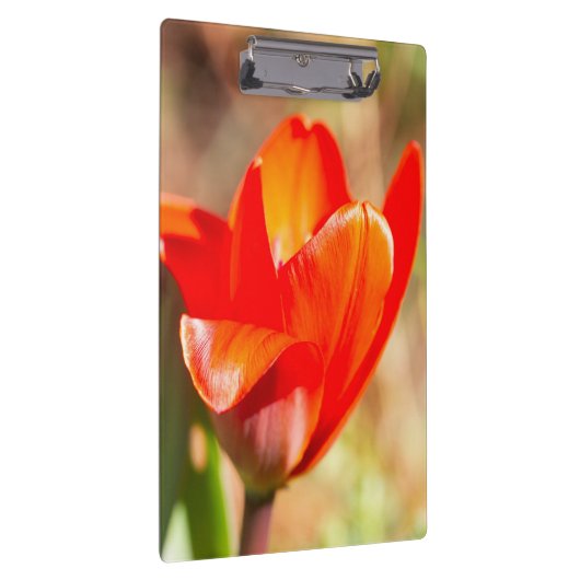 Red Tulip Blossom Klembord (Rechts)