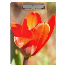 Red Tulip Blossom Klembord