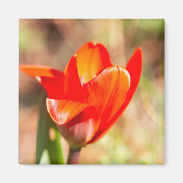 Red Tulip Blossom Magneet
