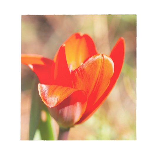 Red Tulip Blossom Notitieblok (Voorkant)