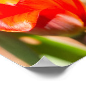 Red Tulip Blossom Poster (Hoek)
