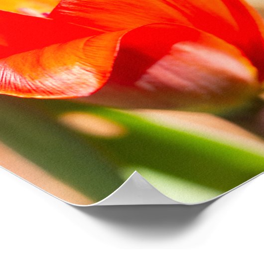 Red Tulip Blossom Poster (Hoek)