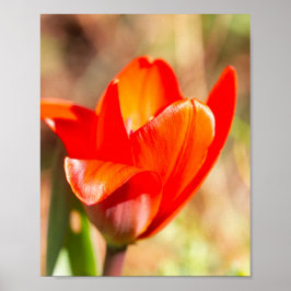 Red Tulip Blossom Poster